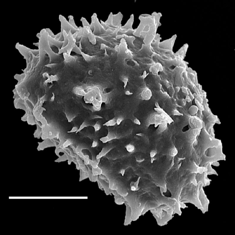 Dryopteridaceae Lastreopsis subsericea