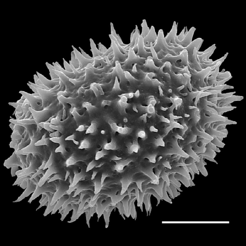 Dryopteridaceae Lastreopsis tripinnata