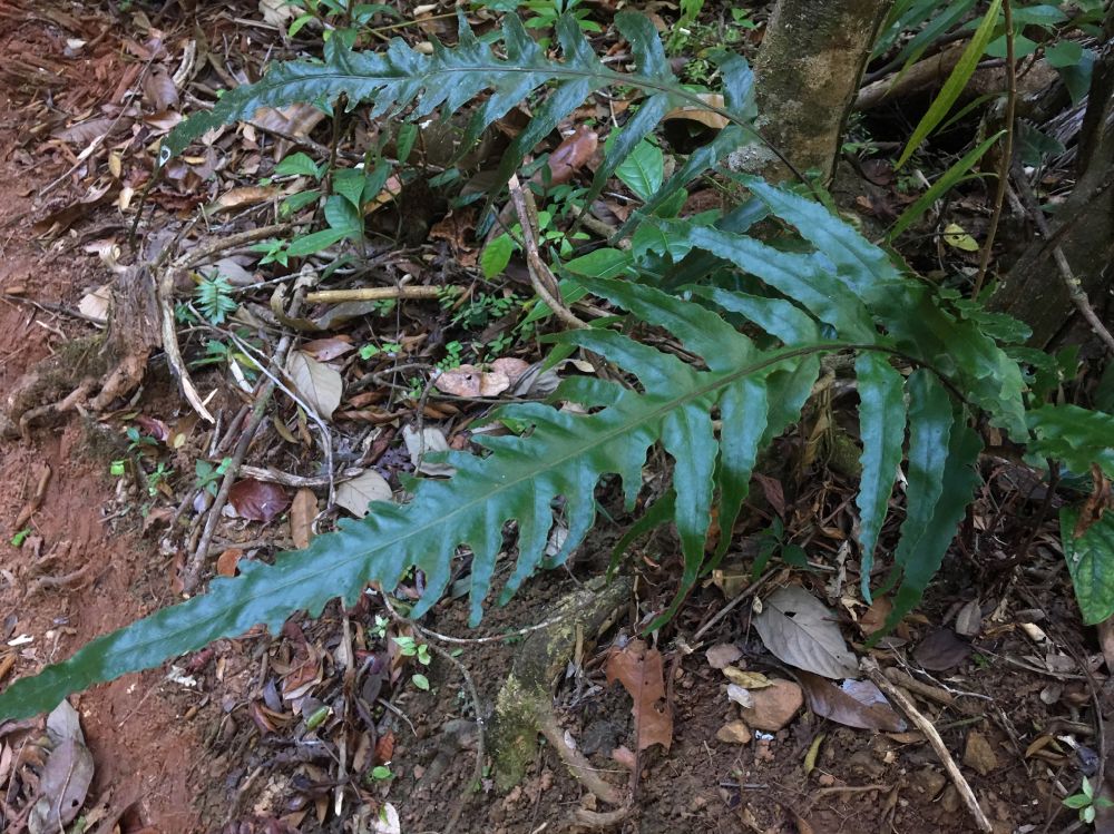 Tectariaceae Tectaria michleriana
