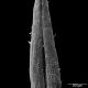 image of Selaginella riddellii