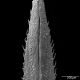 image of Selaginella rupincola