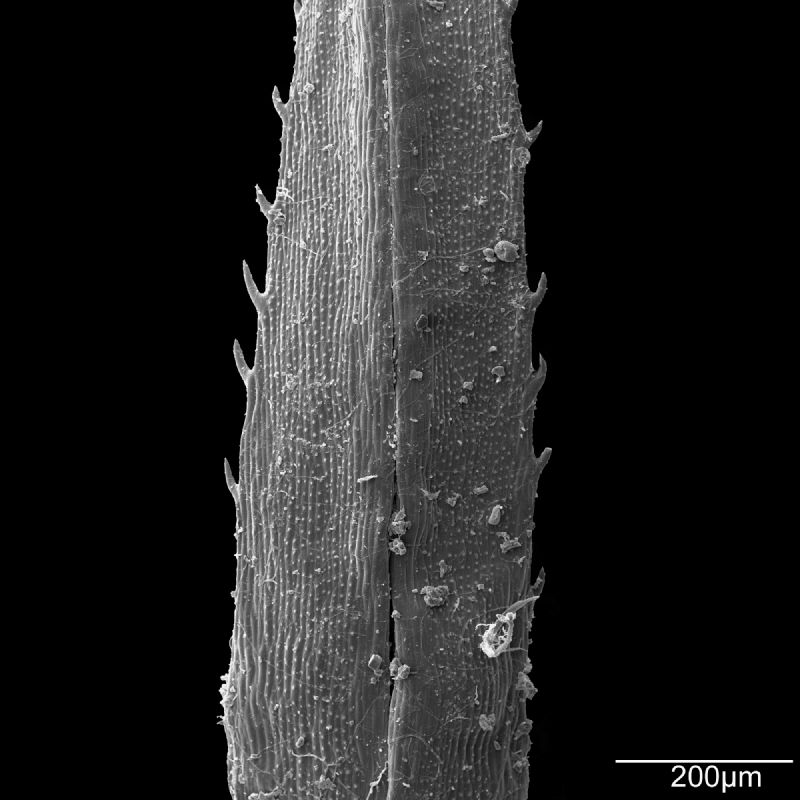 Selaginellaceae Selaginella underwoodiana