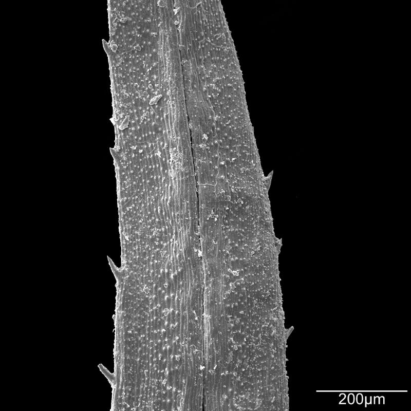 Selaginellaceae Selaginella wallacei