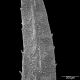 image of Selaginella wallacei