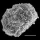 image of Dryopteris leucostegioides