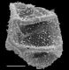 image of Bolbitis serrata