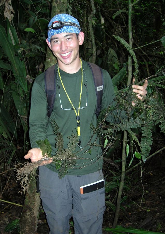 Hymenophyllaceae Vandenboschia collariatum