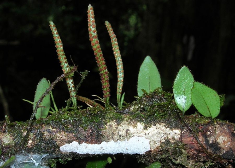 Polypodiaceae Microgramma reptans
