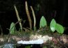 image of Microgramma reptans