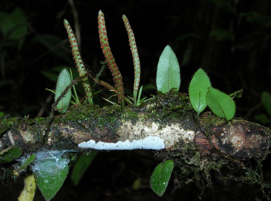 Polypodiaceae Microgramma reptans