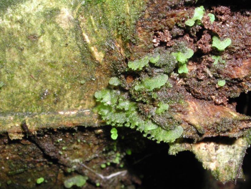 Pteridaceae Polytaenium feei
