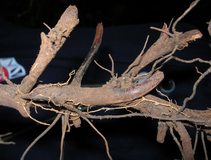 Blechnaceae Salpichlaena papyrus
