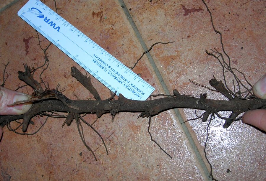 Blechnaceae Salpichlaena papyrus