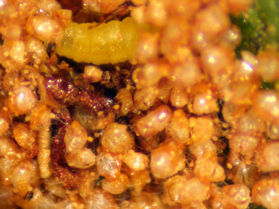 Tectariaceae Tectaria moranii