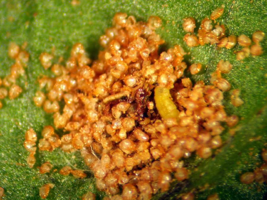 Tectariaceae Tectaria moranii