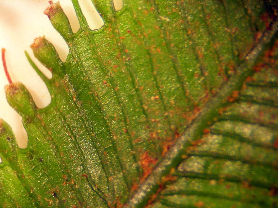 Hymenophyllaceae Trichomanes pinnatum