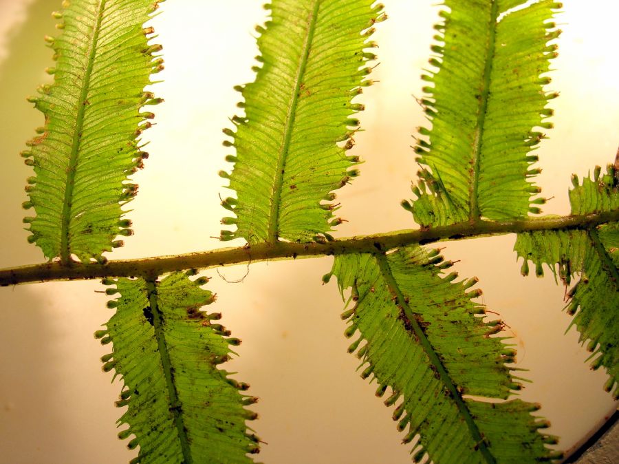 Hymenophyllaceae Trichomanes pinnatum