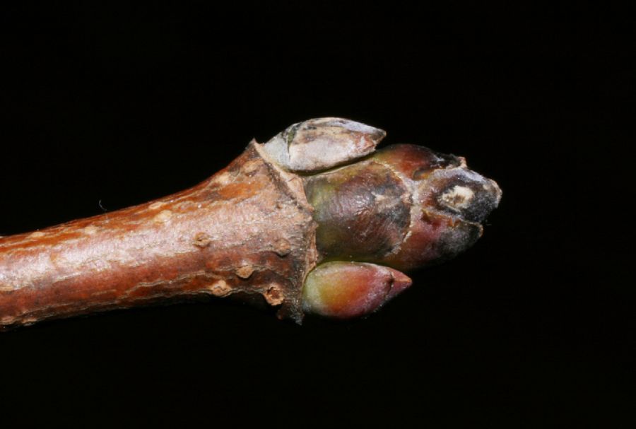 Aceraceae Acer platanoides