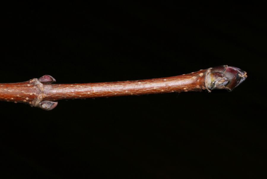 Aceraceae Acer platanoides