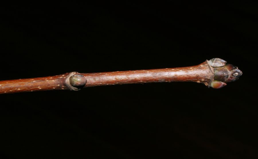 Aceraceae Acer platanoides