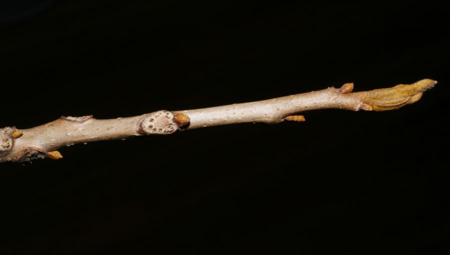 Juglandaceae Carya cordiformis