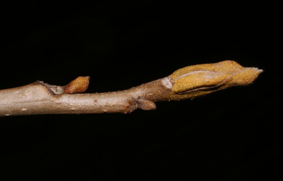 Juglandaceae Carya cordiformis