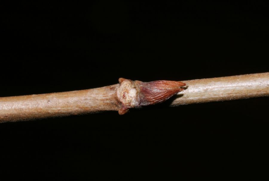 Celastraceae Celastrus orbiculata