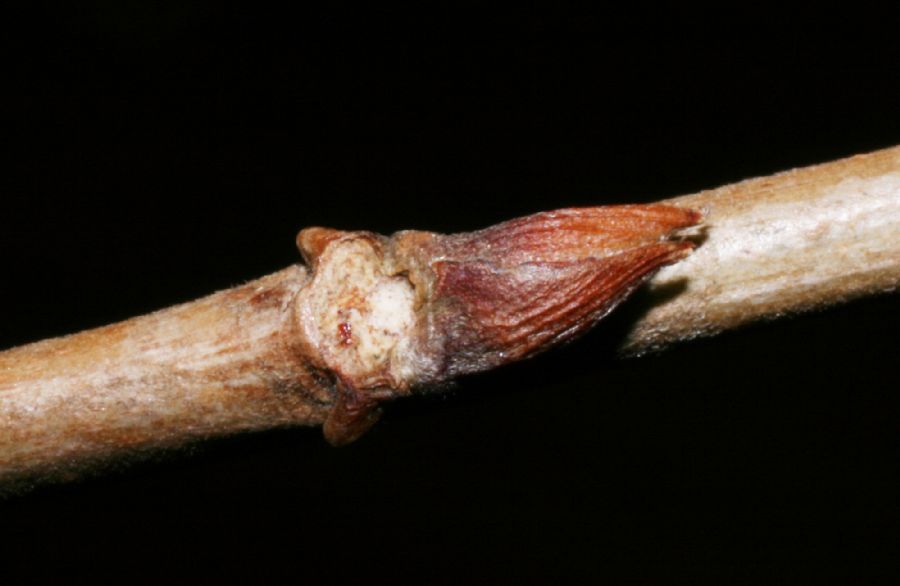 Celastraceae Celastrus orbiculata