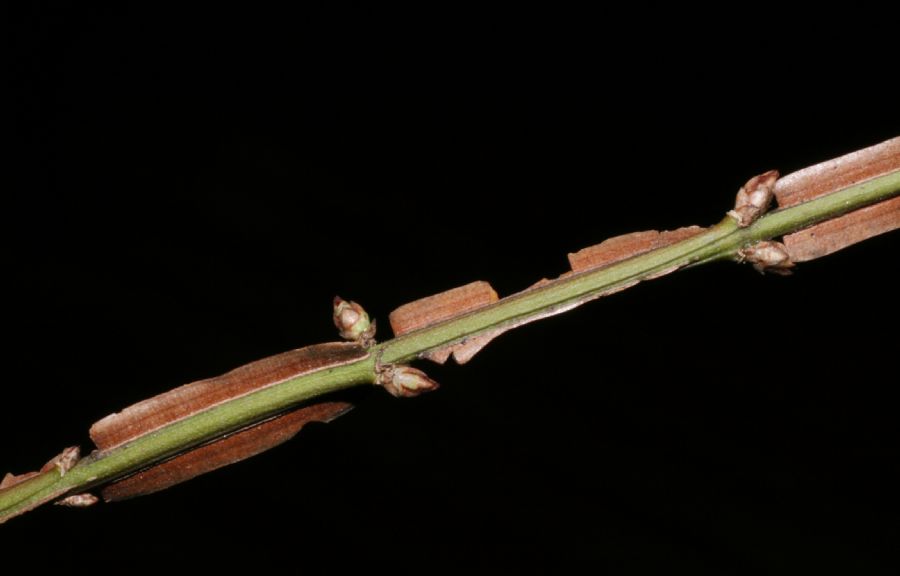 Celastraceae Euonymus alatus