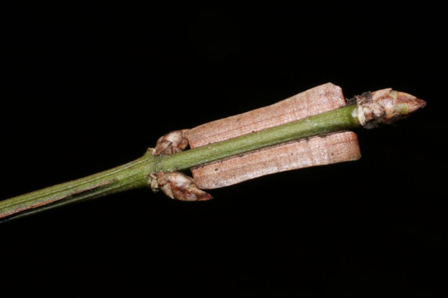 Celastraceae Euonymus alatus