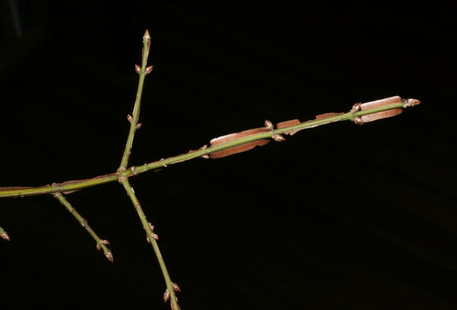 Celastraceae Euonymus alatus