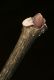 image of Fraxinus americana