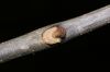 image of Fraxinus americana