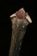 image of Fraxinus americana