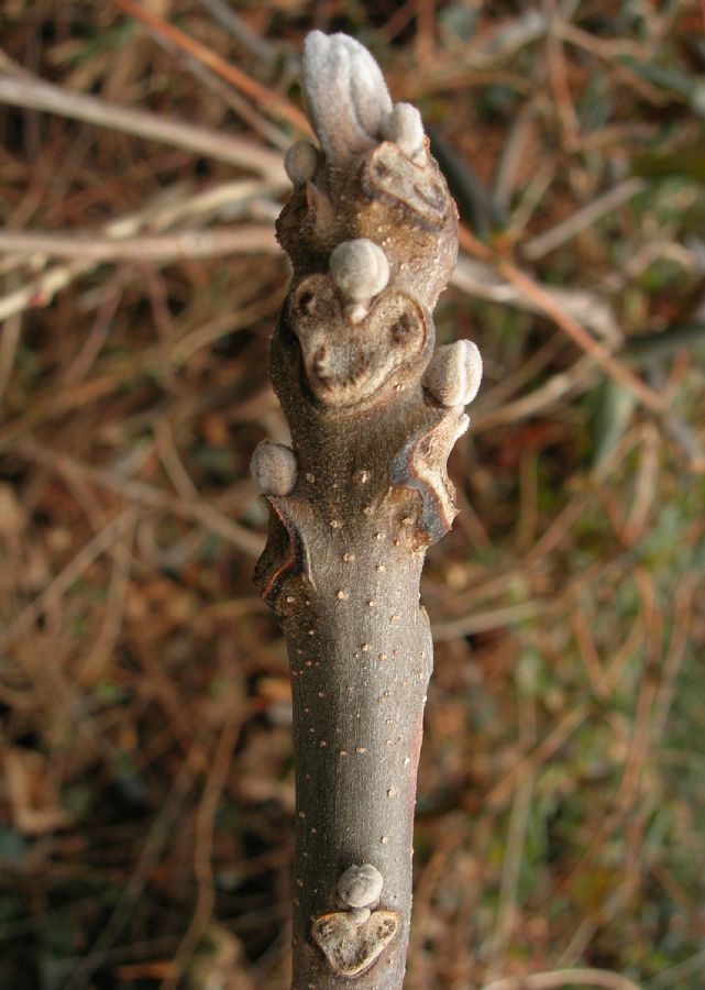 Juglandaceae Juglans nigra
