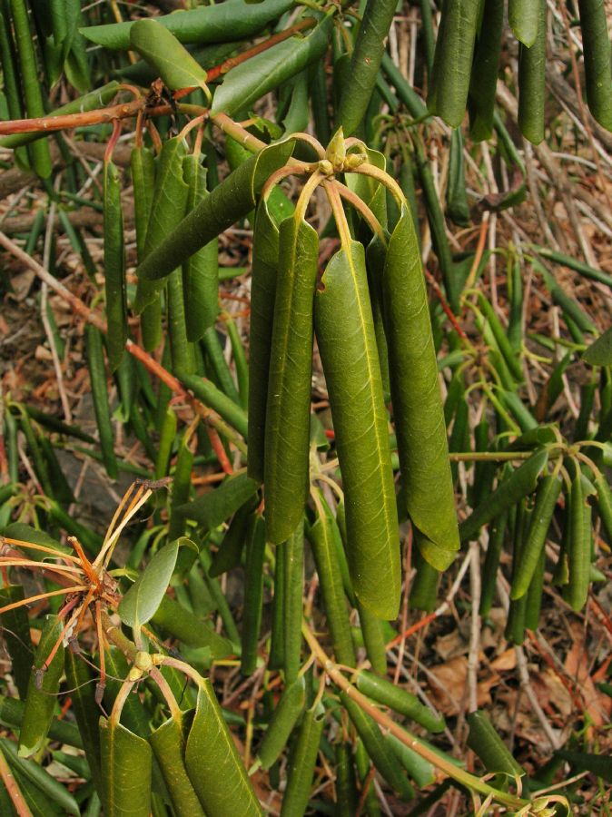 Ericaceae Rhododendron maximum