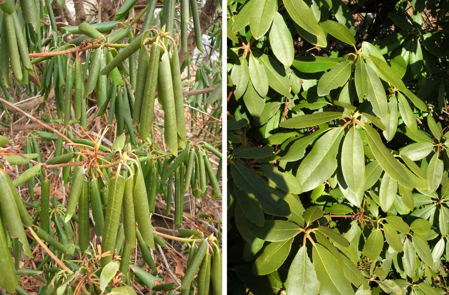 Ericaceae Rhododendron maximum