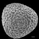 image of Lygodium articulatum