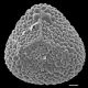 image of Lygodium articulatum