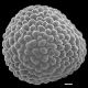 image of Lygodium articulatum