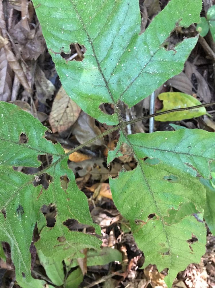 Tectariaceae Tectaria pilosa