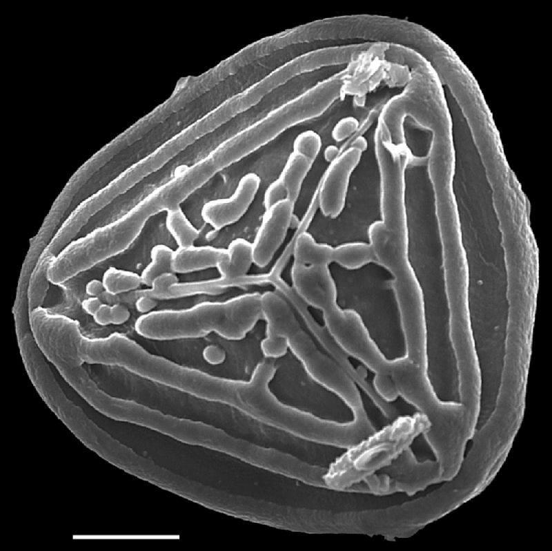 Pteridaceae Pityrogramma calomelanos