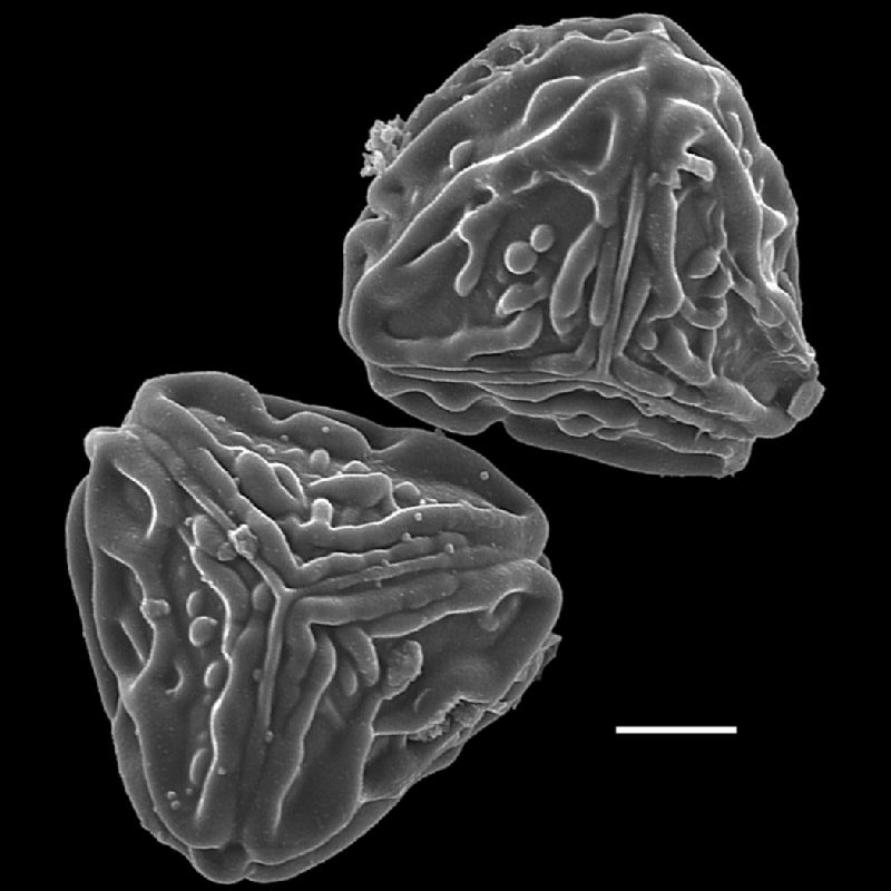 Pteridaceae Pityrogramma chaerophylla