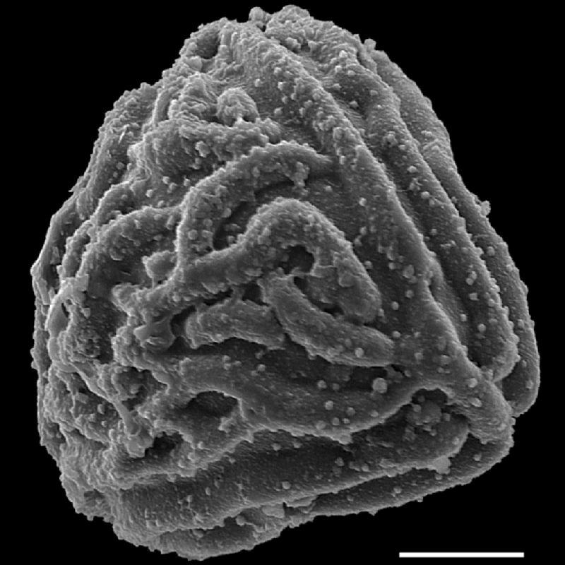 Pteridaceae Pityrogramma chaerophylla