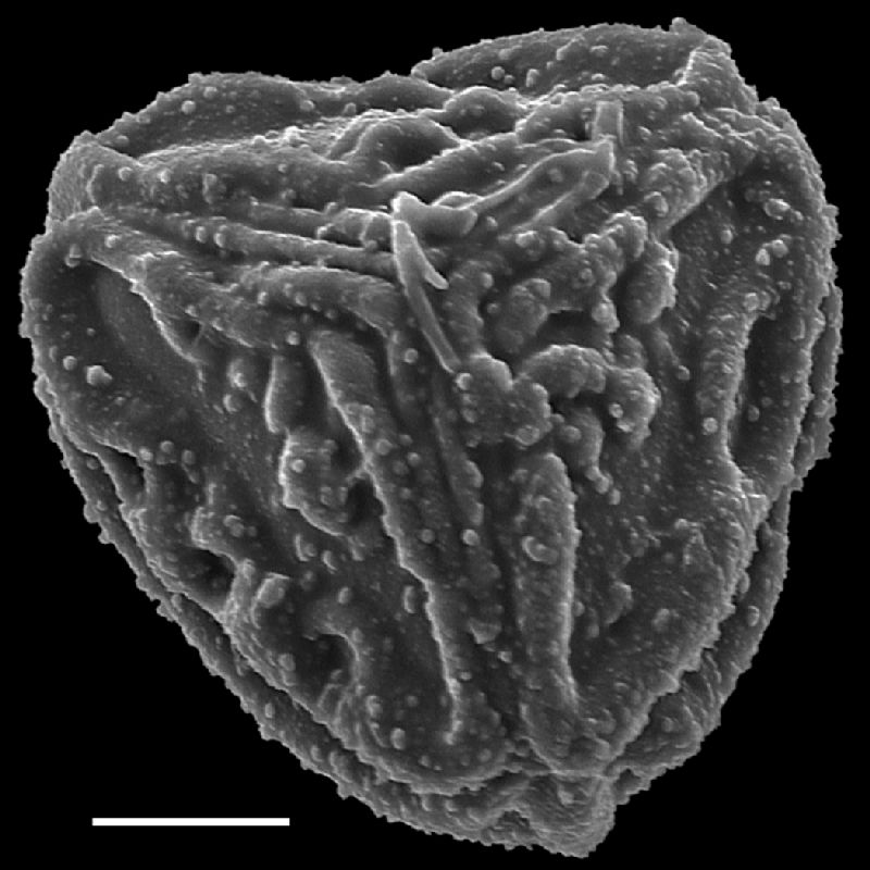 Pteridaceae Pityrogramma chaerophylla