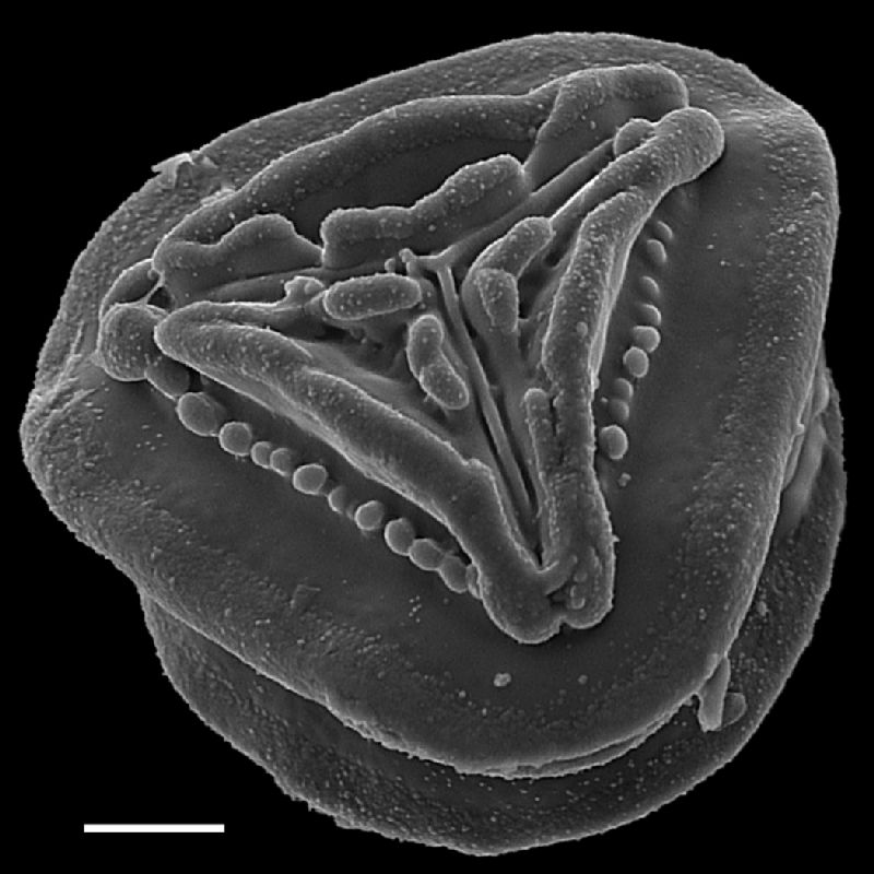 Pteridaceae Pityrogramma jamesonii