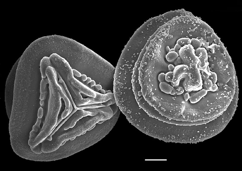 Pteridaceae Pityrogramma jamesonii