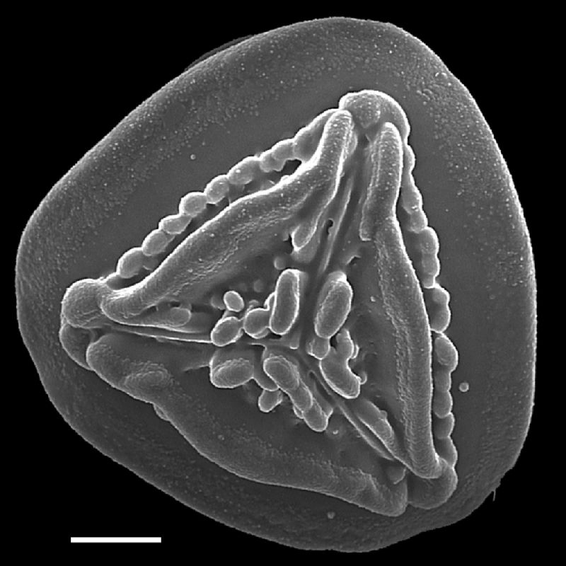 Pteridaceae Pityrogramma jamesonii