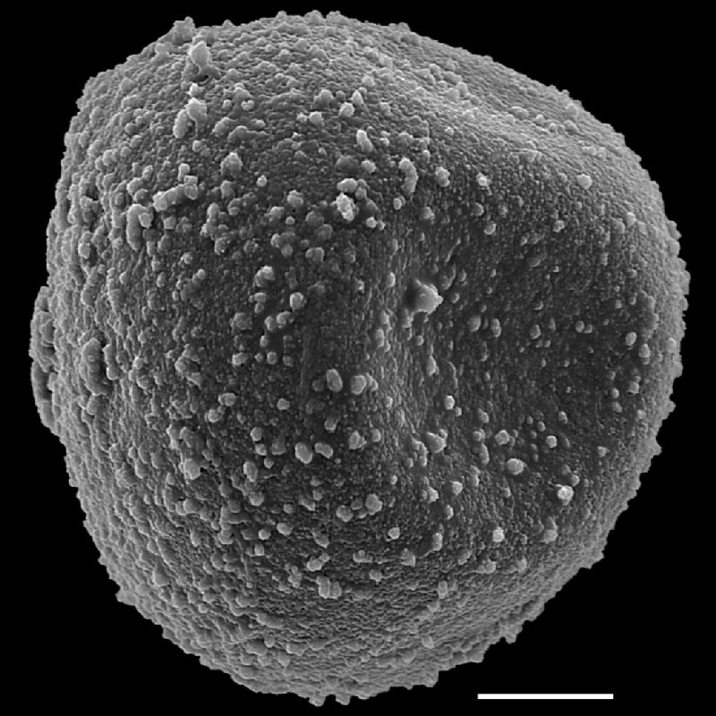 Pteridaceae Pityrogramma trifoliata