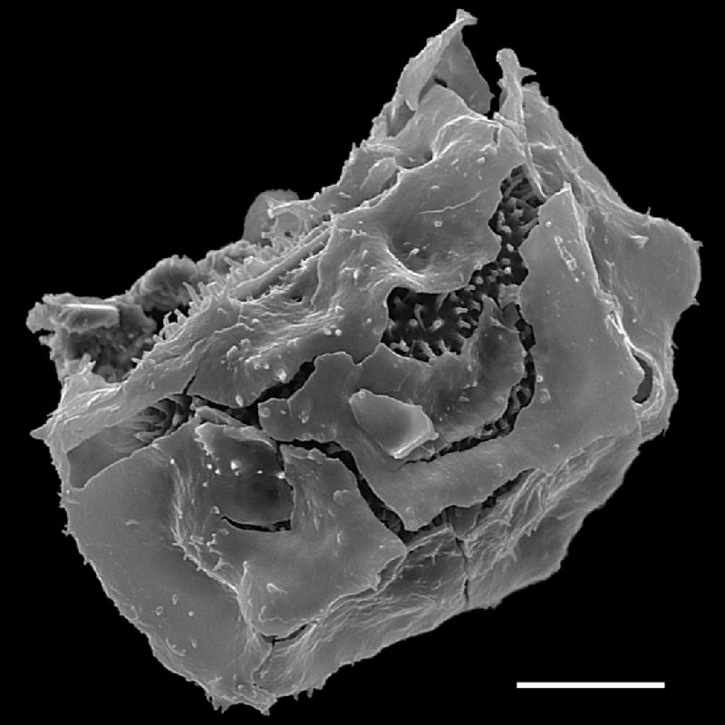 Tectariaceae Tectaria earlie